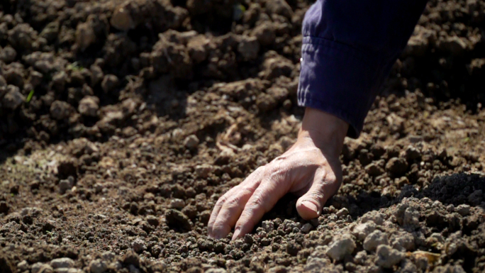 农民检查土壤