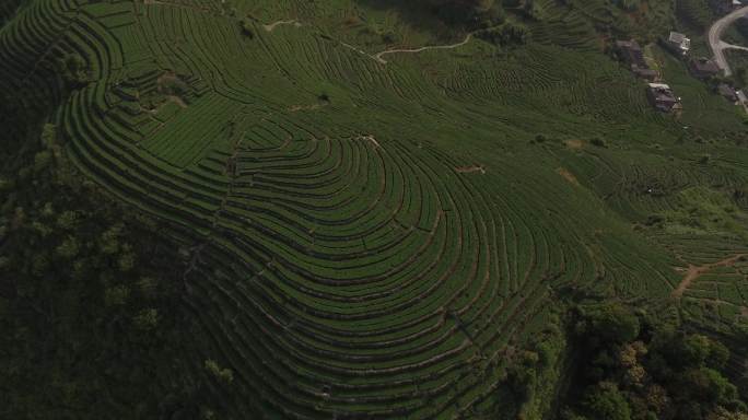 航拍茶园铁观音茶山梯田