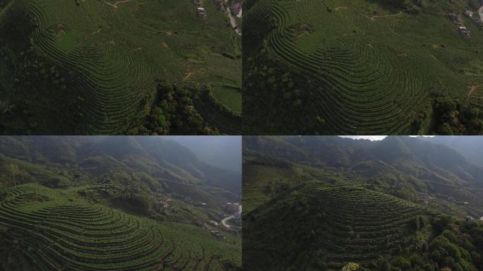 航拍茶园铁观音茶山梯田