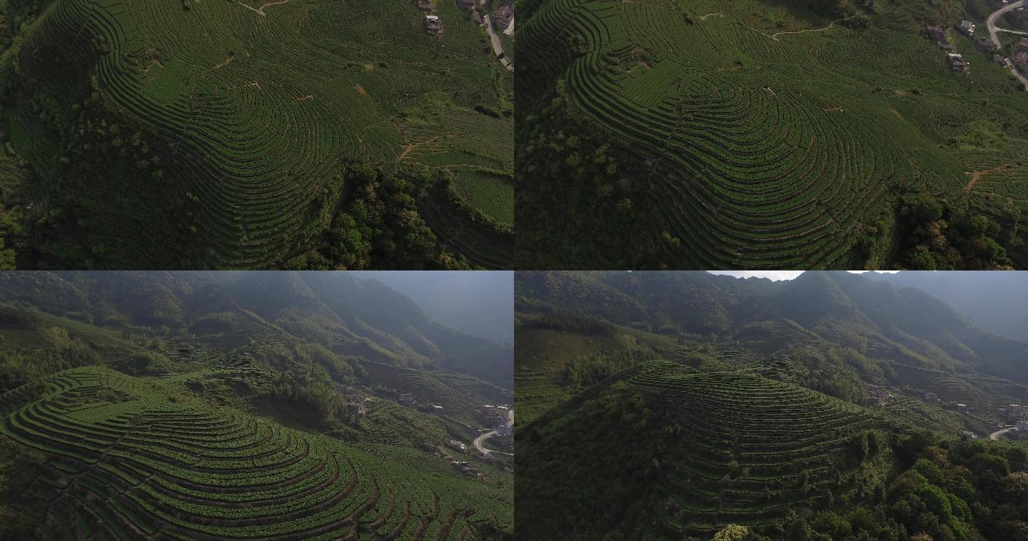 航拍茶园铁观音茶山梯田