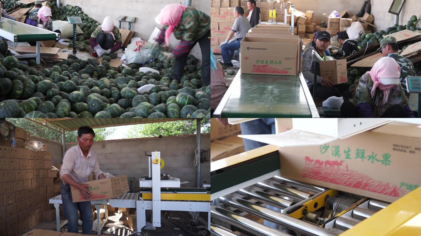 贝贝南瓜包装外运蔬菜基地种植现代绿色农业