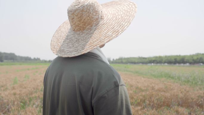 农民在麦田里劳动收获谷类小麦