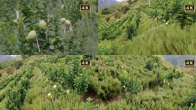 香橼种植基地