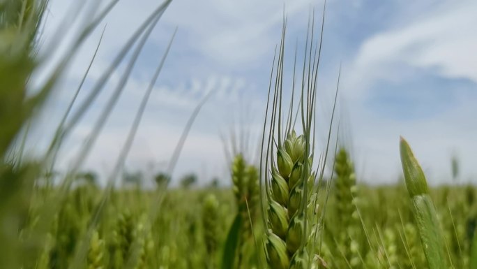 夏季小麦清新素材