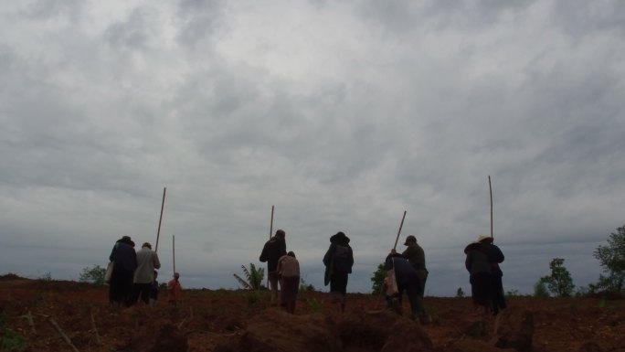 老挝农民在田地里播种