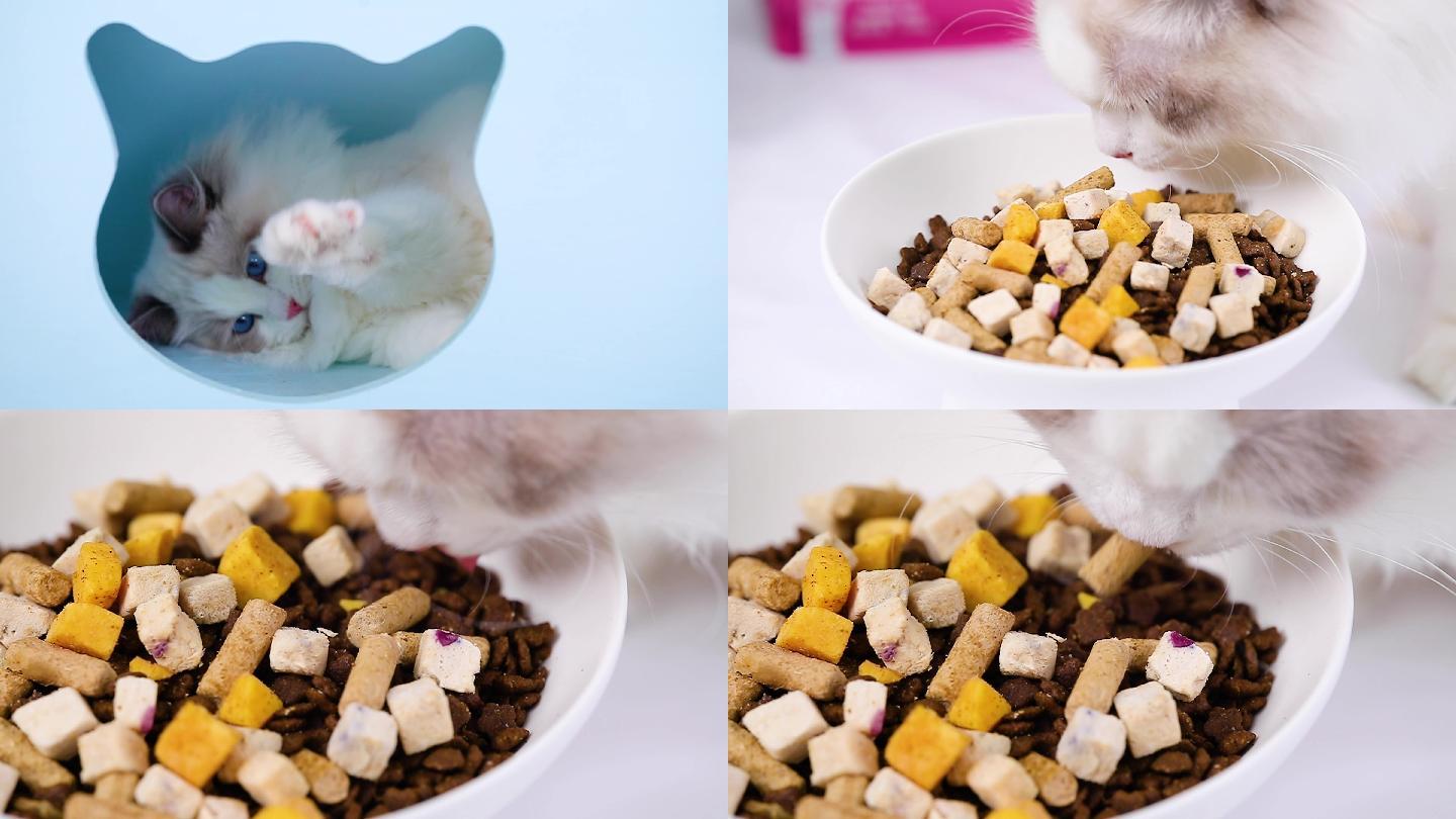 布偶猫吃猫粮冻干视频素材