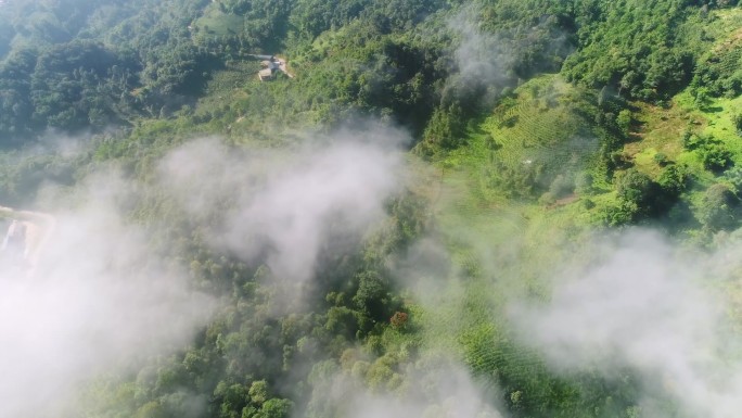 航拍云南西双版纳烟雾缭绕树林森林大山大树