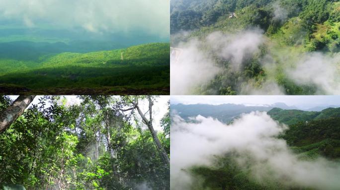 航拍云南西双版纳烟雾缭绕树林森林大山大树