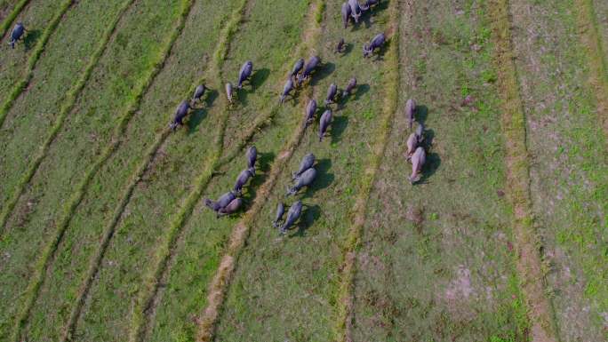 航拍老挝农田里的水牛