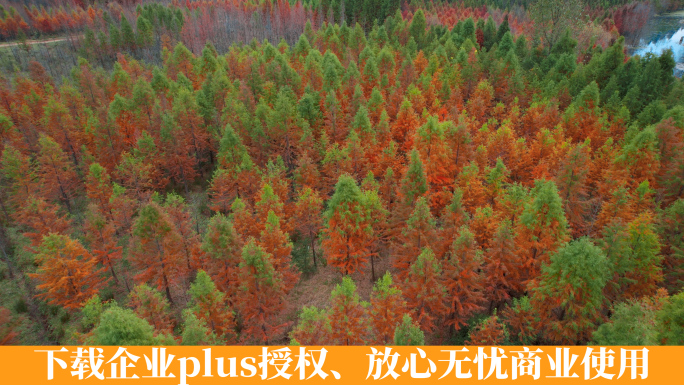 云南昆明甸尾村冬季红色水杉红松美景