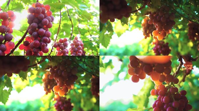 葡萄果园水果丰收