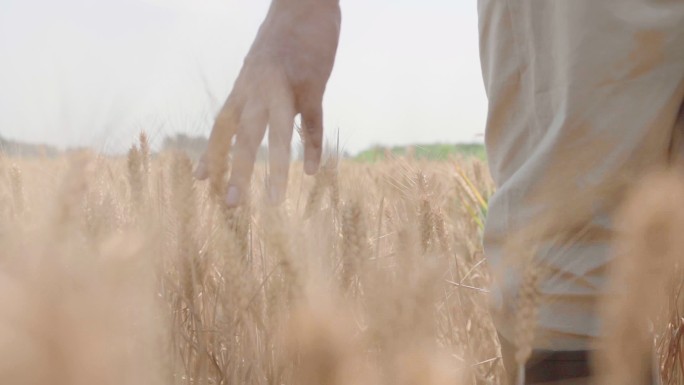 农民在麦田里劳动水稻谷农业丰收稻田小麦粮