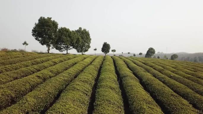 茶园航拍4K生态茶叶场地