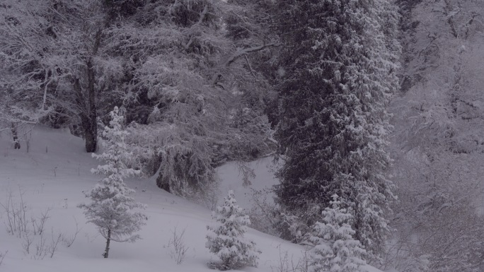 下雪森林