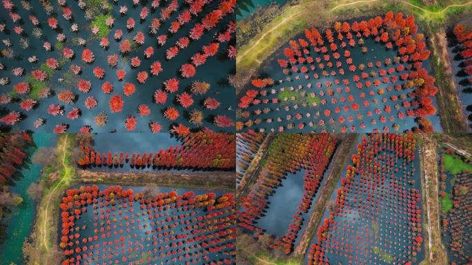 秋冬季节湖泊里排列有序红色水杉树林全景