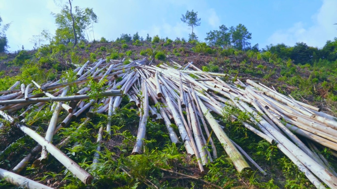 【可商用】山林树木木材砍伐木材厂