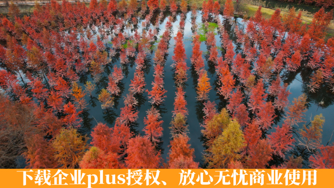 秋冬季节湖泊里排列有序红色水杉树林