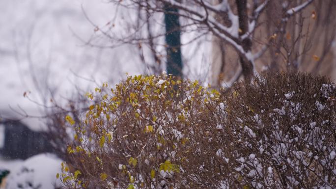 小区下雪雪景