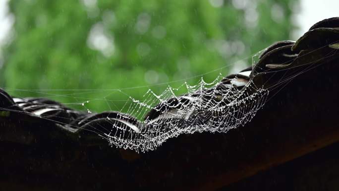 下雨天瓦房屋檐蜘蛛网露珠雨景