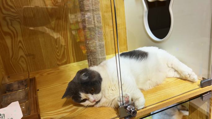 宠物店里一只可爱的金渐层英国短毛猫宠物猫