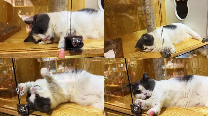 宠物店里一只可爱的金渐层英国短毛猫宠物猫