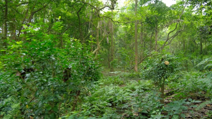 荒山野岭树林