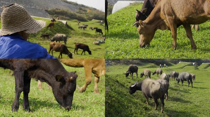 农村牛养殖场新农人黄牛吃草水牛群黄牛群