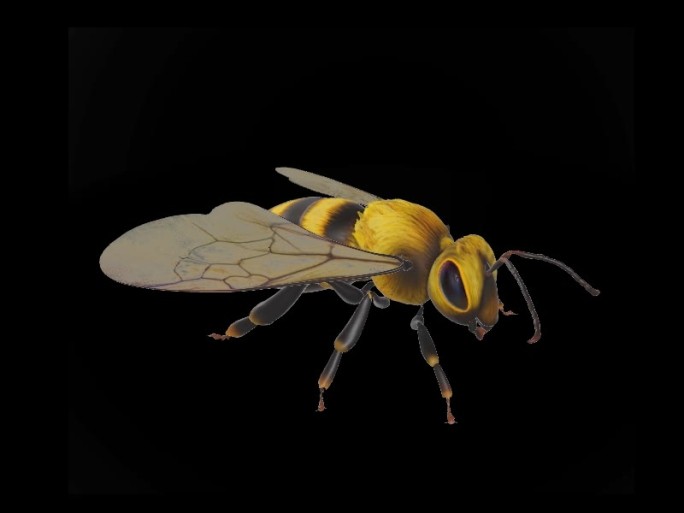 三维蜜蜂煽动翅膀