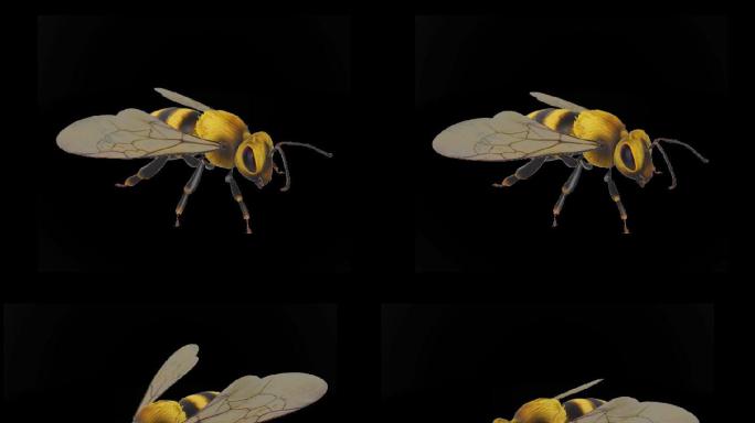 三维蜜蜂煽动翅膀