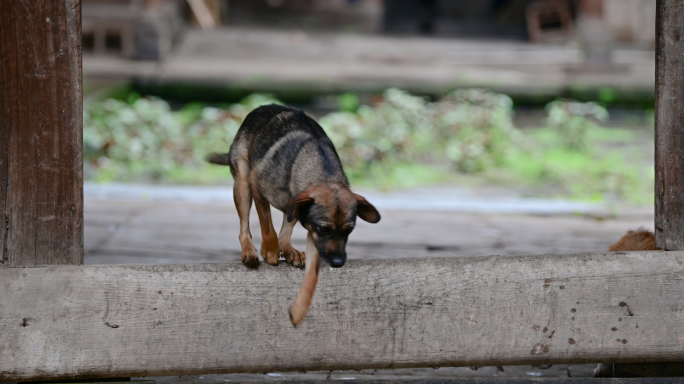 老屋大门口的看家犬