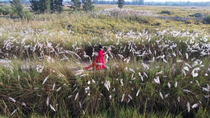 冬季芦苇湿地公园中的红衣身影唯美浪漫