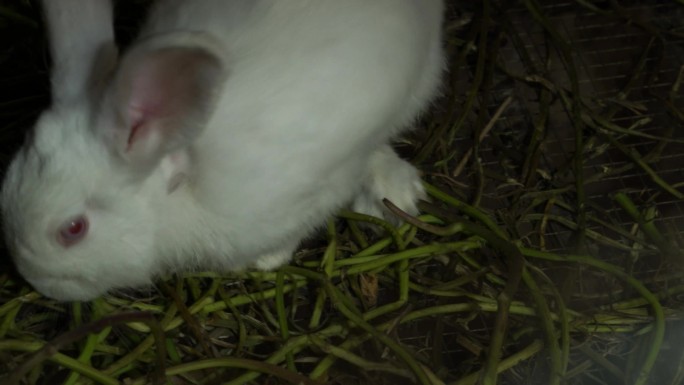 白兔 兔吃草 实拍兔子养殖