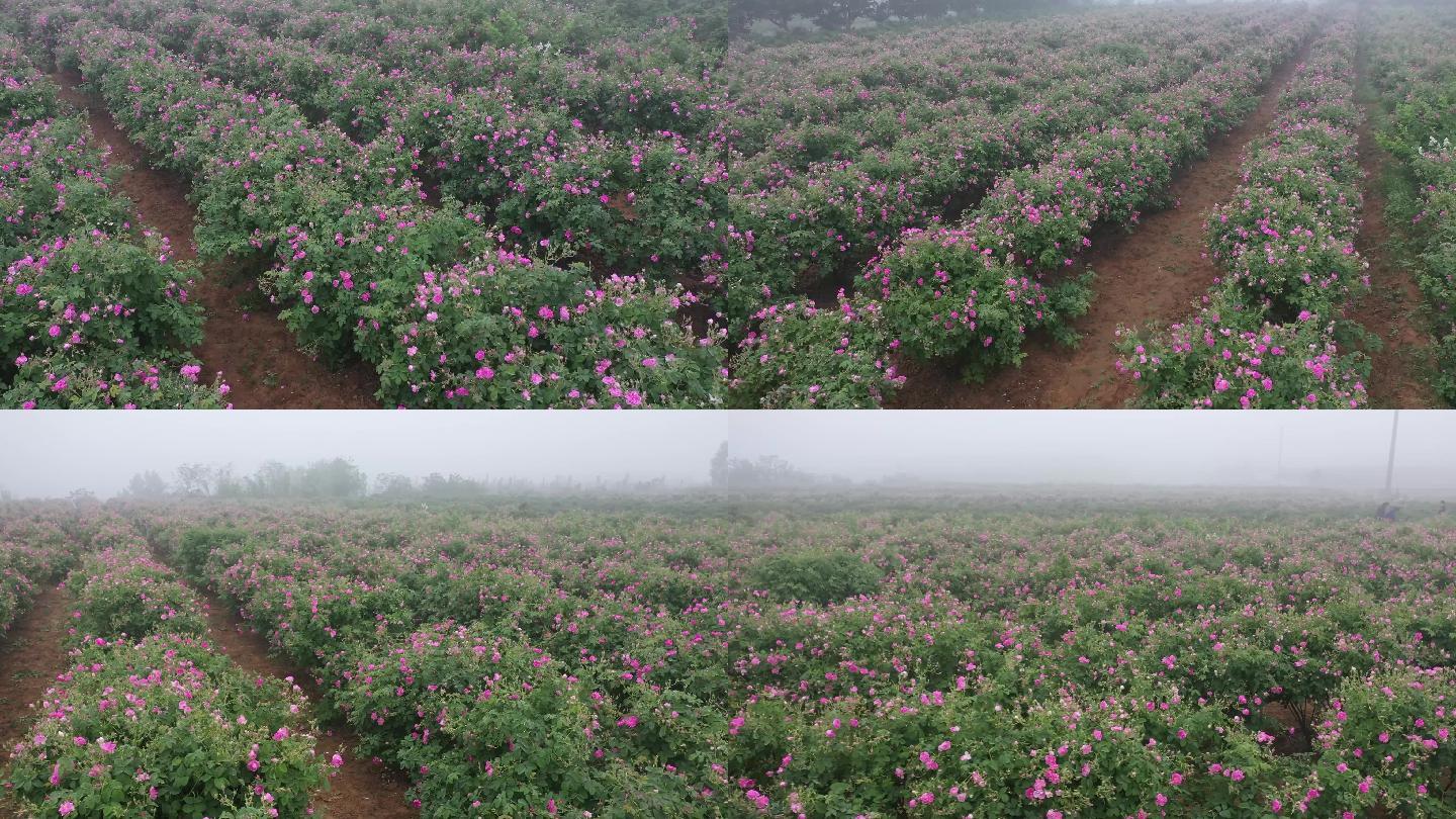 平阴玫瑰多头食用玫瑰