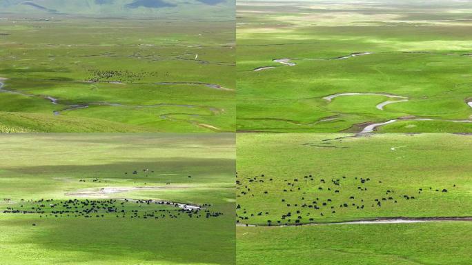 湿地草原牦牛羊群延时