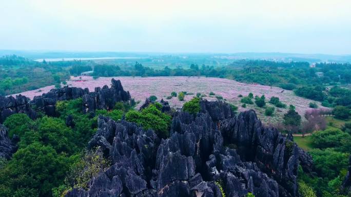 航拍乃古石林波斯菊花海