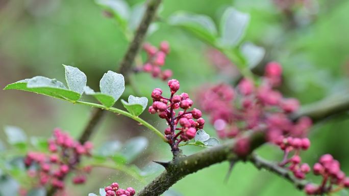 花椒树上的红色鲜花椒