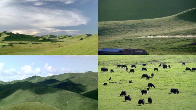草原、牦牛、羊群、山