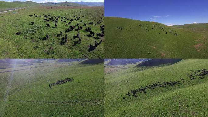 航拍草原奔跑的牦牛