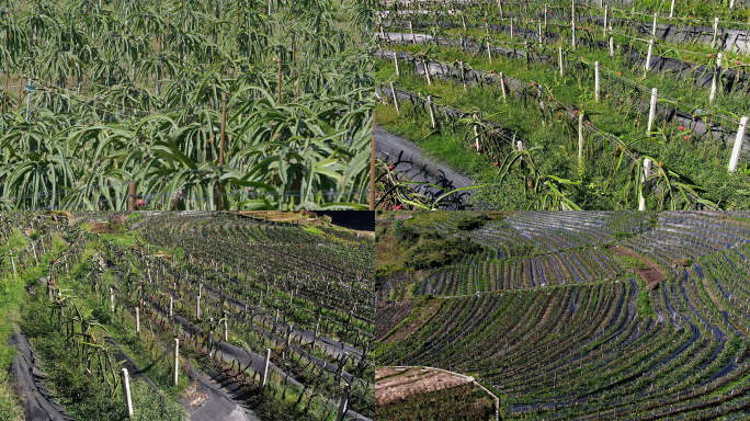 火龙果种植基地航拍特写