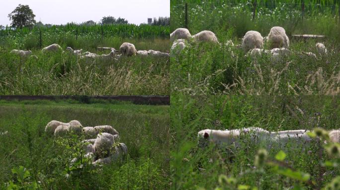 草地绵羊吃草