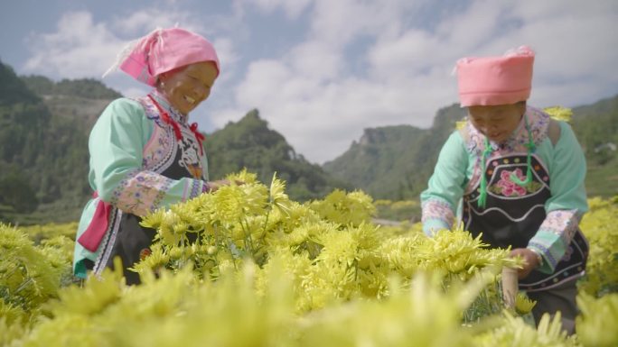 少数民族农户采摘金丝皇菊