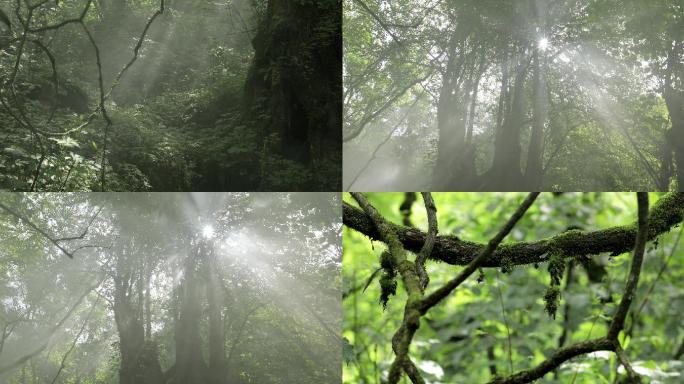 森林阳光大树雾气白水河原始素材