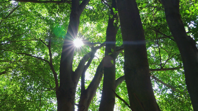 树林唯美逆光1