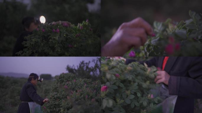 凌晨平阴食用玫瑰采摘