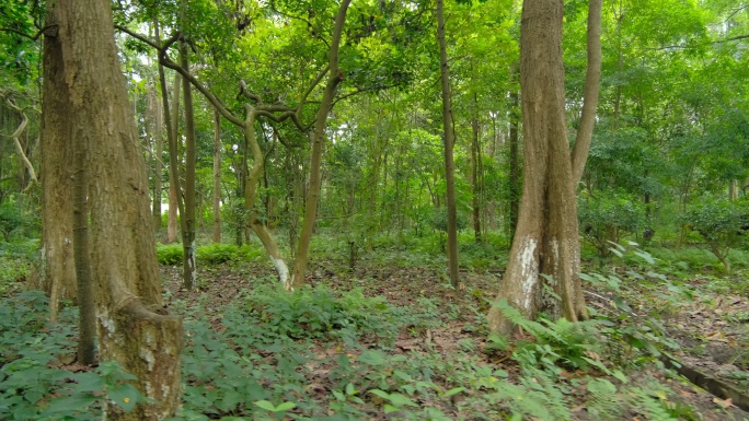 荒山野岭树林