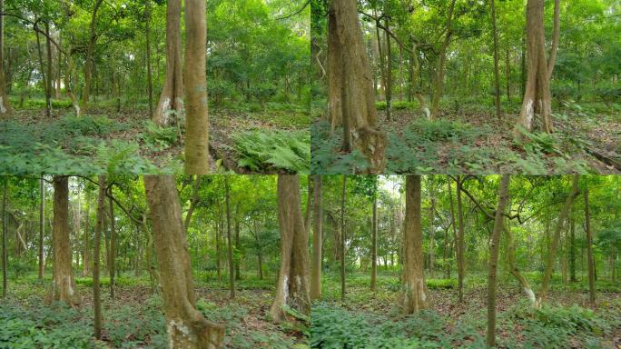 荒山野岭树林