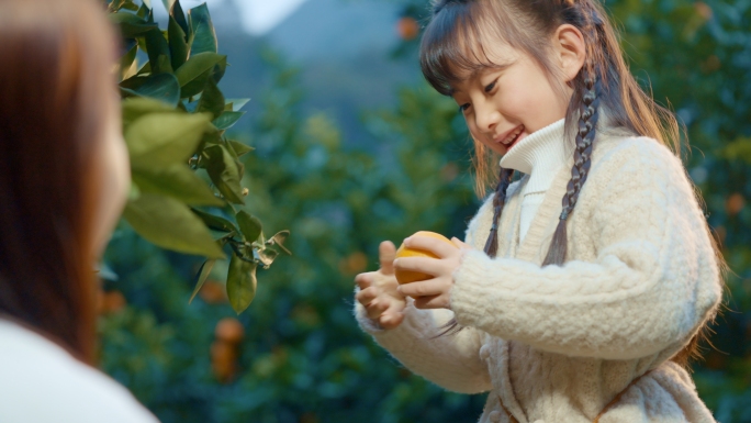 果园 摘水果 幸福生活 果树