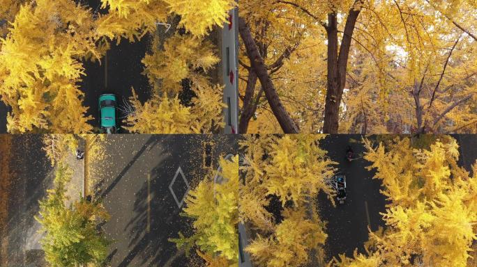 城市街道银杏树