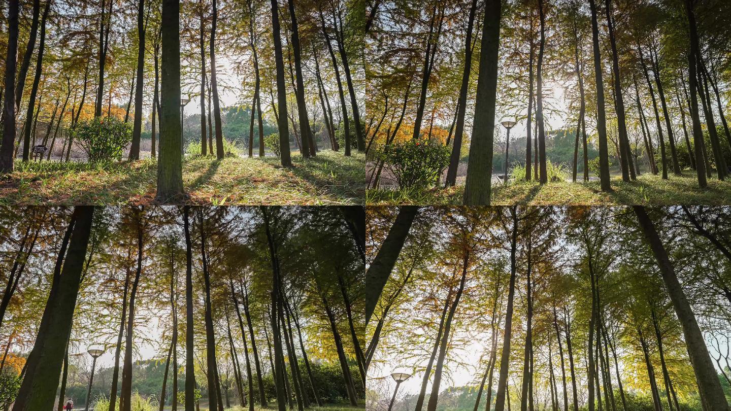 湿地公园秋天松树森林落叶4K移动延时摄影