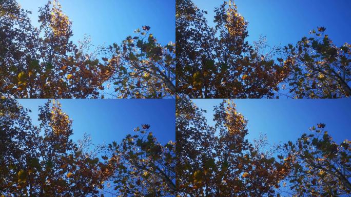 秋天凋零的枯黄树枝树叶